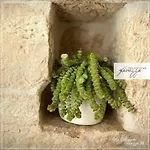 Dimore Fanizza * Alberobello
